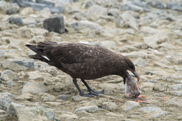 A Brown skua kills and eats an Adelie penguin chick in Antarctica.