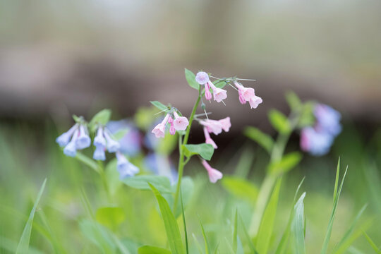 Virginia bluebells or Mertensia virginica bloom in springtime on the forest floor.
