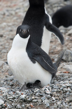 An Adelie penguin adult and its 2 penguin chicks at a colony at Bluff, Antarctica.