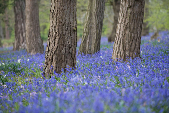A carpet of bluebells (Hyacinthoides non-scripta) in a woodland in Suffolk, England.
