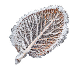  leaf with ice crystals