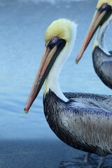 pelicanos esperando sobras de pescado de playa de Bello Horizonte en Santa Marta Colombia