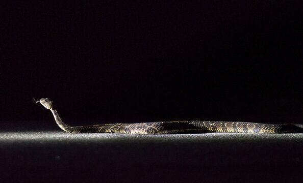 An Eastern diamondback rattlesnake crosses a road at nighttime.