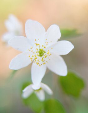 Rue-anemone blooming on the forest floor.
