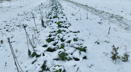 Winter savoy cabbage vegetable field snow covered frost bio detail leaves leaf heads Brassica oleracea sabauda close-up land root crop farm plantation farming harvest cultivated garden growing Europe