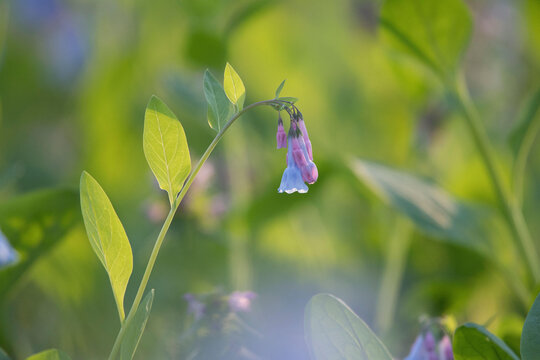 Virginia bluebells bloom on the forest floor of Banshee Reeks Nature Preserve.