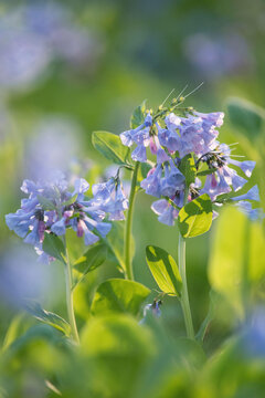 Virginia bluebells bloom on the forest floor of Banshee Reeks Nature Preserve.