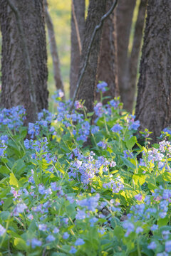 Virginia bluebells bloom on the forest floor of Banshee Reeks Nature Preserve.