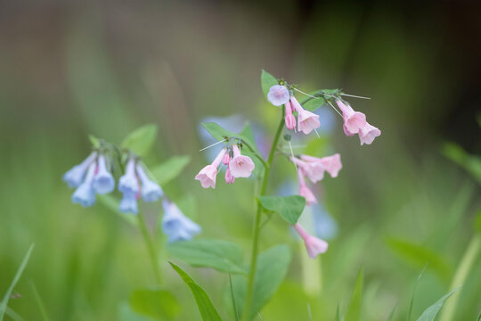 Virginia bluebells or Mertensia virginica bloom in springtime on the forest floor.