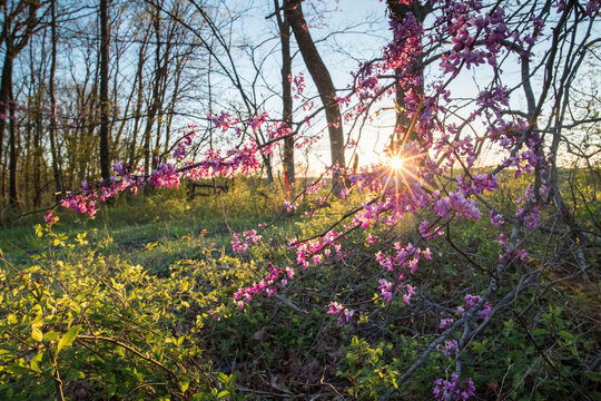 Eastern redbud blooming in springtime at Banshee Reeks Nature Preserve.