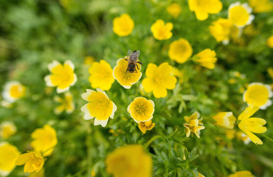A bee gathers pollen in a poached egg flower.
