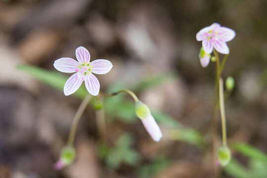 Spring Beauty, Claytonia virginica blooming on the forest floor.