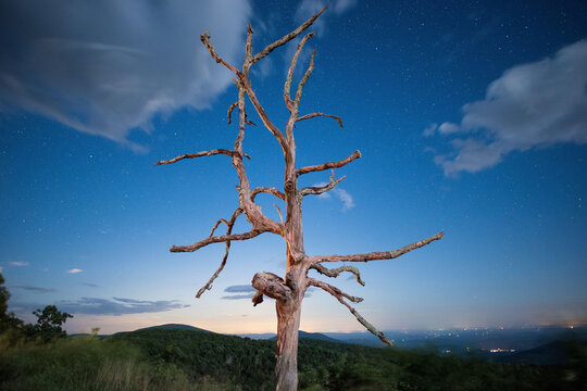 A single tree seen against a star filled sky along Skyline Drive, Shenandoah National Park, Virginia.