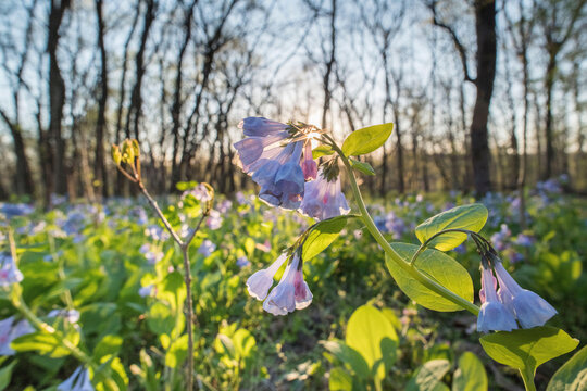 Virginia bluebells bloom on the forest floor of Banshee Reeks Nature Preserve.