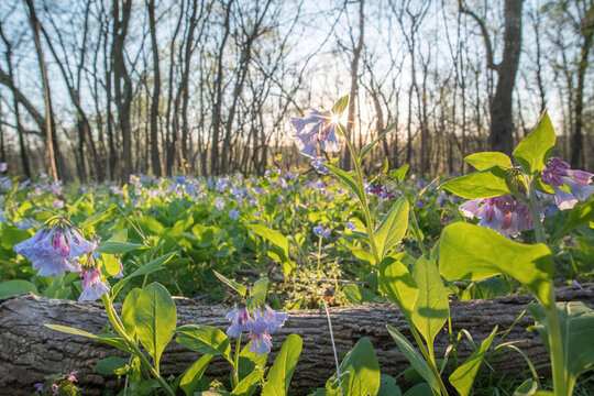 Virginia bluebells bloom on the forest floor of Banshee Reeks Nature Preserve.