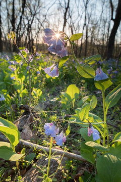 Virginia bluebells bloom on the forest floor of Banshee Reeks Nature Preserve.