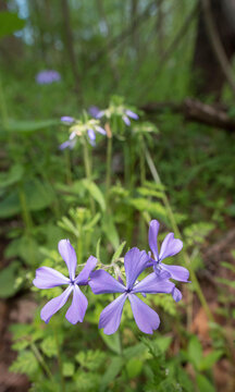 Wild blue phlox blooming at springtime in the forest.