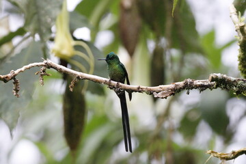 aglaiocercus kingii, conocido como colibrí de cola larga. Pájaro ubicado en Manizales, Caldas, Colombia © Santiago