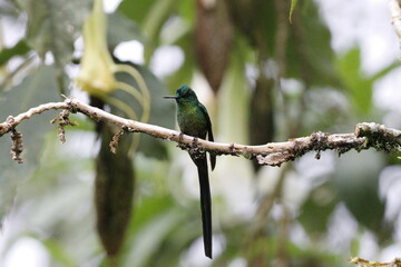 aglaiocercus kingii, conocido como colibrí de cola larga. Pájaro ubicado en Manizales, Caldas, Colombia © Santiago