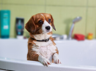 A very cute dog, a half-breed redhead with white, takes a bath
