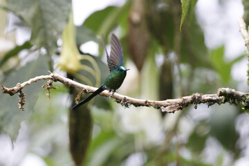 aglaiocercus kingii, conocido como colibrí de cola larga. Pájaro ubicado en Manizales, Caldas, Colombia © Santiago