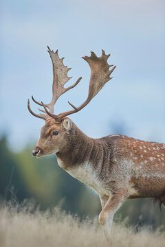 Fallow deer (Dama dama) on a meadow, captive; Bavaria, Germany