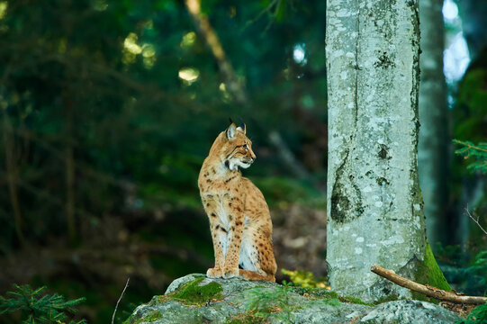 Eurasian lynx (Lynx lynx) in a forest, captive, Bavarian Forest National Park; Bavaria, Germany