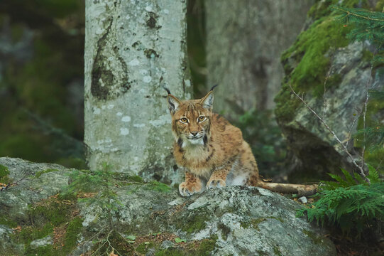 Eurasian lynx (Lynx lynx) in a forest, captive, Bavarian Forest National Park; Bavaria, Germany
