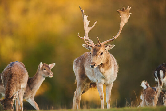 Fallow deer (Dama dama) on a meadow, captive; Bavaria, Germany