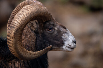 Portrait of a sheep. European mouflon of Corsica. One male Ovis aries musimon. - Powered by Adobe