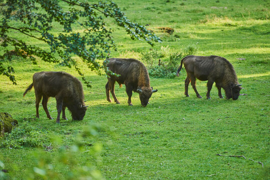 European bison or Wisent (Bison bonasus) on a forest glade, Bavarian Forest National Park; Bavaria, Germany