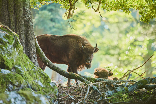 European bison or Wisent (Bison bonasus) on a forest glade, Bavarian Forest National Park; Bavaria, Germany