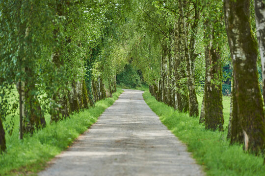 Trail going through old silver birch, warty birch or European white birch (Betula pendula) trees; Bavaria, Germany