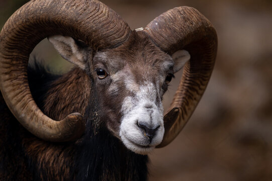 Portrait of a sheep. European mouflon of Corsica. One male Ovis aries musimon.