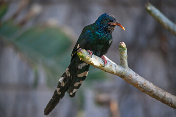 Green Wood-hoopoe Phoeniculus purpureus 10953