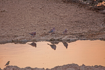 Kalahari Laughing Dove at the water 5075