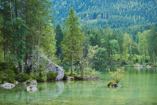 Norway spruce (Picea abies) trees at lake Hintersee, Berchtesgadener Land, Berchtesgaden National Park; Ramsau, Bavaria, Germany