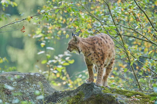 Eurasian lynx (Lynx lynx) in a forest, captive, Bavarian Forest National Park; Bavaria, Germany