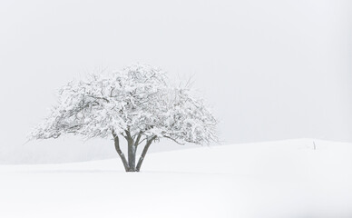 A tree is blanketed by a fresh snowfall in winter.