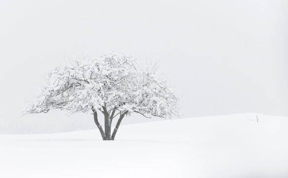 A tree is blanketed by a fresh snowfall in winter.