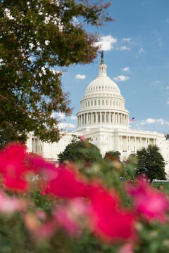 Pink flowers in front of the United States Capitol Building in Washington, District of Columbia.