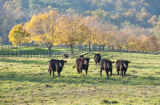 Black cattle graze in an agricultural field.