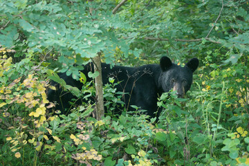 An American black bear (Ursus americanus) walks through the forest that borders Skyline Drive, Shenandoah National Park, Virginia.