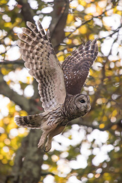 A Barred owl takes flight over Skyline Drive, part of Shenandoah National Park, Virginia.