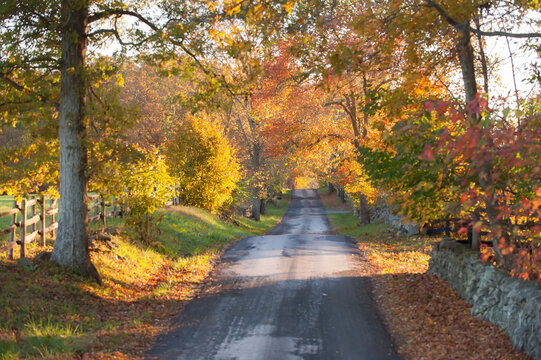 A tree lined country road in the Virginia Piedmont.