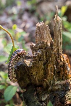 Apheloria virginiensis, a large millipede crawls across the forest floor.