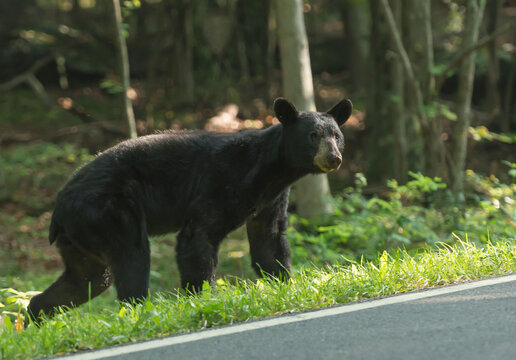 An American black bear (Ursus americanus) attempts to cross Skyline Drive, Shenandoah National Park, Virginia.