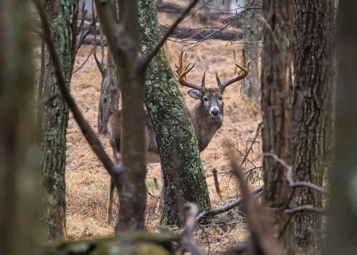 A large White-tailed deer buck walks through the forest of Shenandoah National Park.