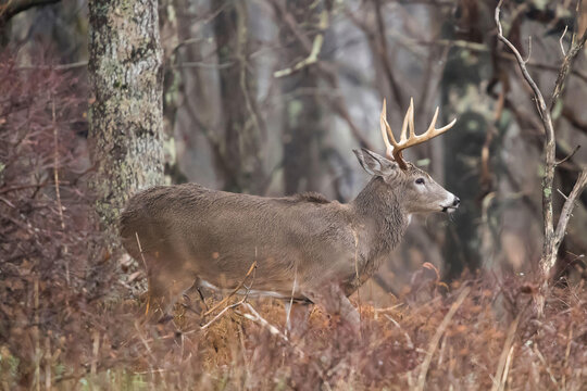 A large White-tailed buck deer walks through the forest of Shenandoah National Park.