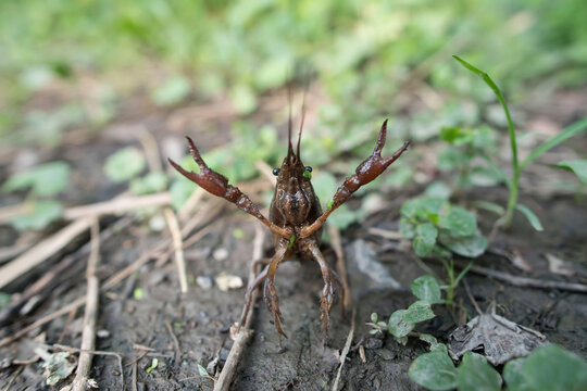 A freshwater crustacean known as a crayfish, walks along the ground.